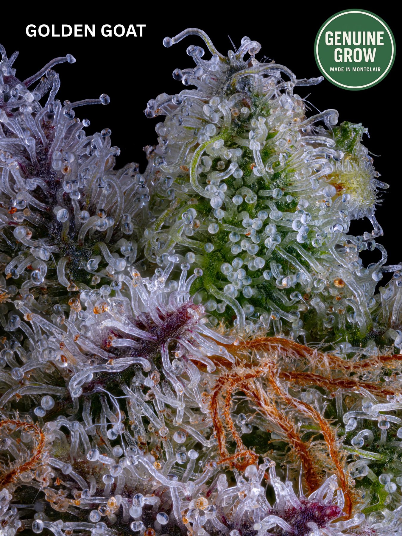 Golden Goat macro by Genuine Grow