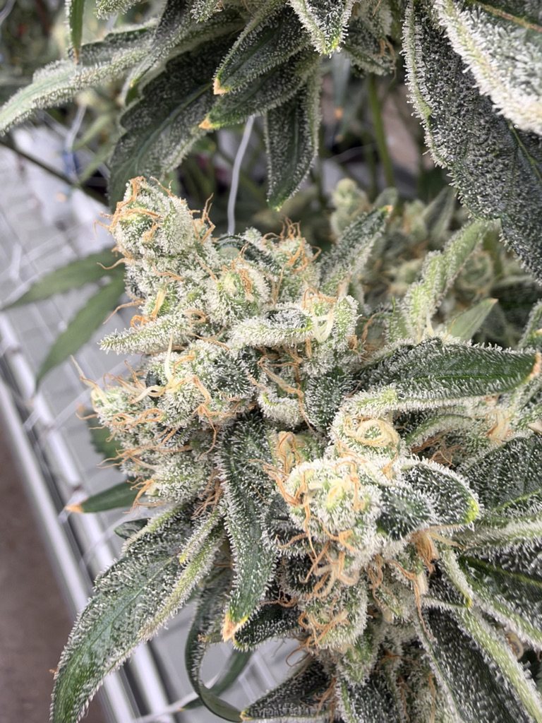 Island Blends in the Genuine Grow flower room