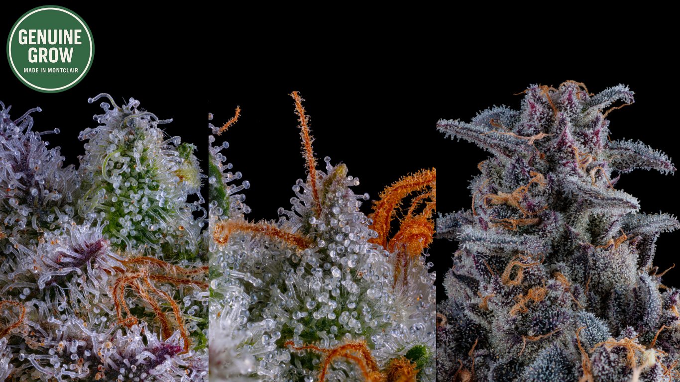 Macro shots of Genuine Grow flower