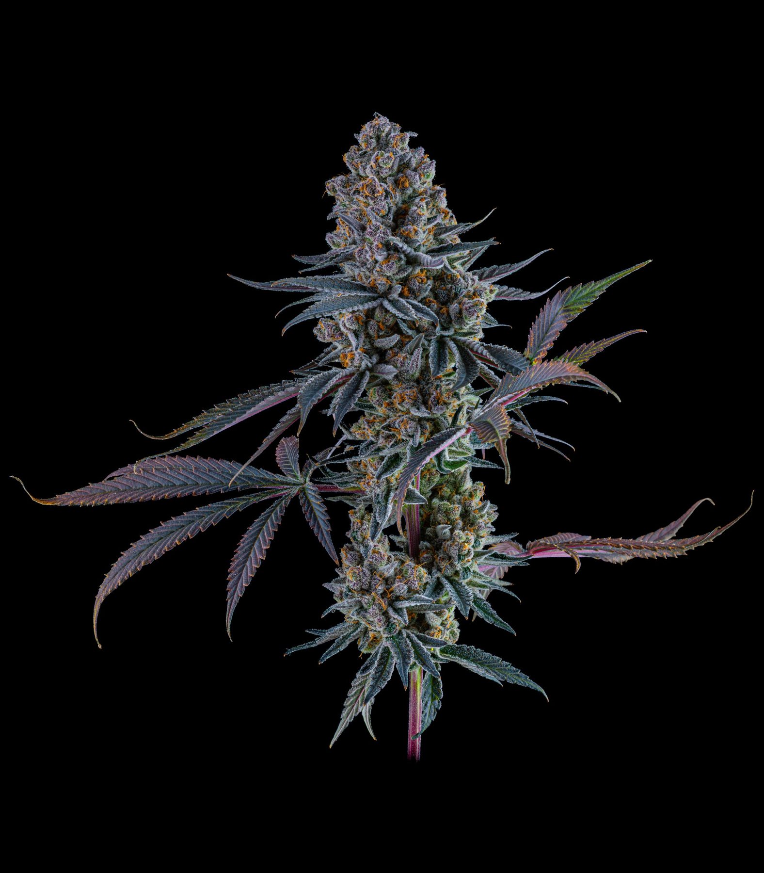 Super Boof cola grown by Genuine Grow
